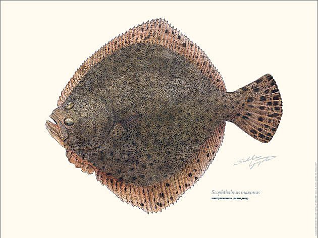 Sakke Yrjölä Juliste 30x40cm Piikkikampe - Painotuotteet - 6430048501148 - 1