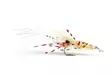 Leoshrimp Tan #6 - - - 1