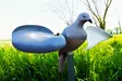 MOJO Wind Dove - Houkutuskuvat / -kaaveet - 816740002019 - 1