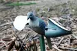 MOJO Wind Dove - Houkutuskuvat / -kaaveet - 816740002019 - 2