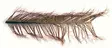 Veniard Cock Pheasant Knotted Tail - Muut sulat ja höyhenet - 40450300039 - 1
