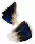 Veniard Mallard Duck Wing Quills - Klassiset sulat - 5056304601936 - 1