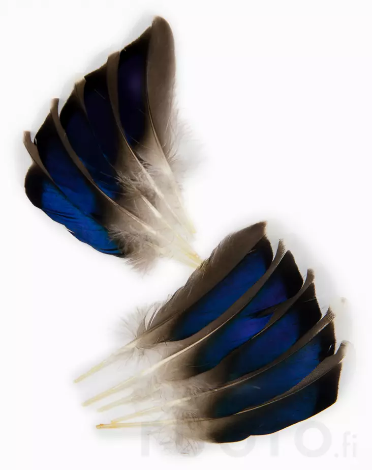 Veniard Mallard Duck Wing Quills - Klassiset sulat - 5056304601936 - 1