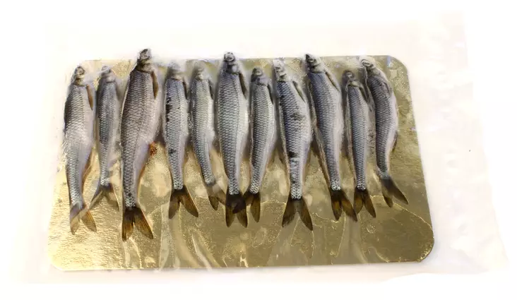 Salakka - Syötit - SALAKKA - 1