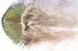 Veniard Peacock Gold Body Hackle - Muut sulat ja höyhenet - PEAG - 1