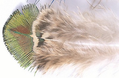 Veniard Peacock Gold Body Hackle - Muut sulat ja höyhenet - PEAG - 1
