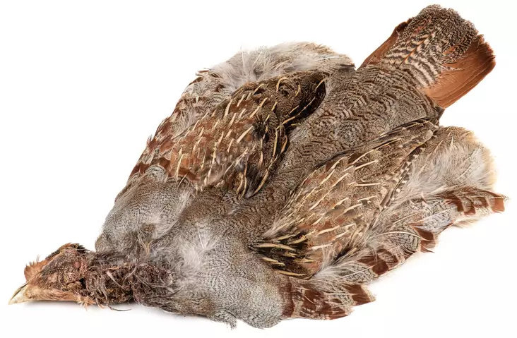 Veniard English Partridge Complete Skin - Nahat, siivet ja päät - 5056304603442 - 1